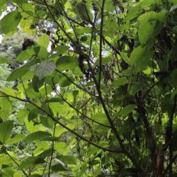 Saurauia_sp-1