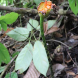 © Compendium of Medicinal Plants of Mount Matutum Protected Landscape, Mindanao, Philippines