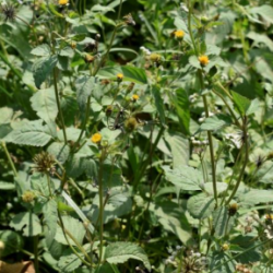 © Compendium of Medicinal Plants of Mount Matutum Protected Landscape, Mindanao, Philippines