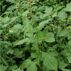 © Compendium of Medicinal Plants of Mount Matutum Protected Landscape, Mindanao, Philippines