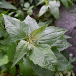 © Compendium of Medicinal Plants of Mount Matutum Protected Landscape, Mindanao, Philippines