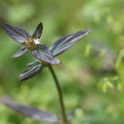 © Compendium of Medicinal Plants of Mount Matutum Protected Landscape, Mindanao, Philippines
