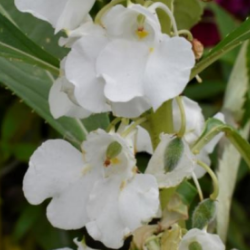 © Compendium of Medicinal Plants of Mount Matutum Protected Landscape, Mindanao, Philippines