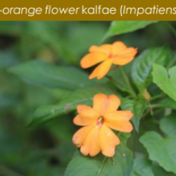 © Compendium of Medicinal Plants of Mount Matutum Protected Landscape, Mindanao, Philippines