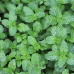 © Compendium of Medicinal Plants of Mount Matutum Protected Landscape, Mindanao, Philippines