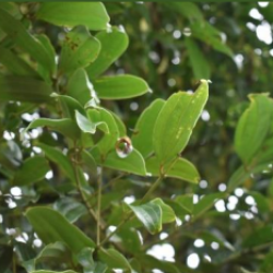 © Compendium of Medicinal Plants of Mount Matutum Protected Landscape, Mindanao, Philippines
