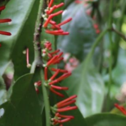 © Compendium of Medicinal Plants of Mount Matutum Protected Landscape, Mindanao, Philippines