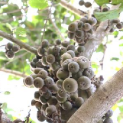 © Compendium of Medicinal Plants of Mount Matutum Protected Landscape, Mindanao, Philippines