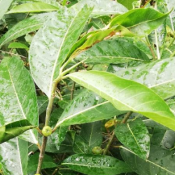 © Compendium of Medicinal Plants of Mount Matutum Protected Landscape, Mindanao, Philippines