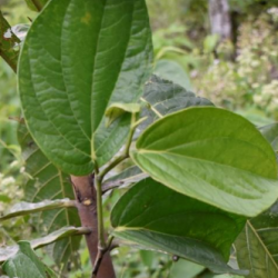 © Compendium of Medicinal Plants of Mount Matutum Protected Landscape, Mindanao, Philippines