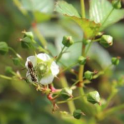 © Compendium of Medicinal Plants of Mount Matutum Protected Landscape, Mindanao, Philippines