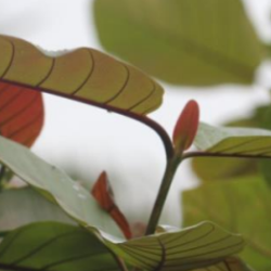 © Compendium of Medicinal Plants of Mount Matutum Protected Landscape, Mindanao, Philippines