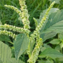 © Compendium of Medicinal Plants of Mount Matutum Protected Landscape, Mindanao, Philippines