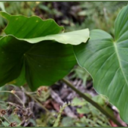 © Compendium of Medicinal Plants of Mount Matutum Protected Landscape, Mindanao, Philippines