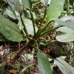 © Compendium of Medicinal Plants of Mount Matutum Protected Landscape, Mindanao, Philippines