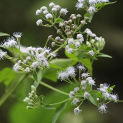 © Compendium of Medicinal Plants of Mount Matutum Protected Landscape, Mindanao, Philippines