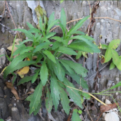 © Compendium of Medicinal Plants of Mount Matutum Protected Landscape, Mindanao, Philippines