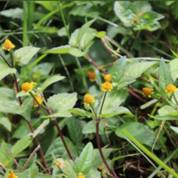 © Compendium of Medicinal Plants of Mount Matutum Protected Landscape, Mindanao, Philippines