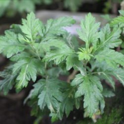 © Compendium of Medicinal Plants of Mount Matutum Protected Landscape, Mindanao, Philippines