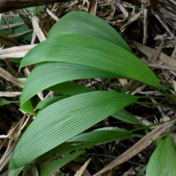 © Compendium of Medicinal Plants of Mount Matutum Protected Landscape, Mindanao, Philippines