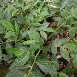 © Compendium of Medicinal Plants of Mount Matutum Protected Landscape, Mindanao, Philippines