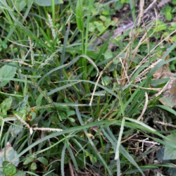 © Compendium of Medicinal Plants of Mount Matutum Protected Landscape, Mindanao, Philippines