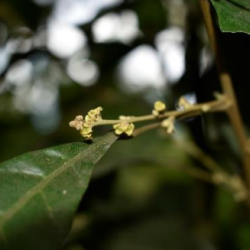 © Compendium of Medicinal Plants of Mount Matutum Protected Landscape, Mindanao, Philippines