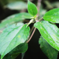 © Compendium of Medicinal Plants of Mount Matutum Protected Landscape, Mindanao, Philippines