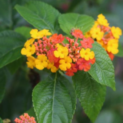 © Compendium of Medicinal Plants of Mount Matutum Protected Landscape, Mindanao, Philippines