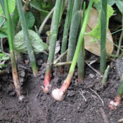 © Compendium of Medicinal Plants of Mount Matutum Protected Landscape, Mindanao, Philippines