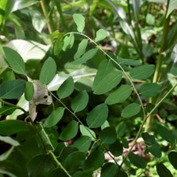 © Compendium of Medicinal Plants of Mount Matutum Protected Landscape, Mindanao, Philippines