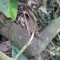 © Compendium of Medicinal Plants of Mount Matutum Protected Landscape, Mindanao, Philippines