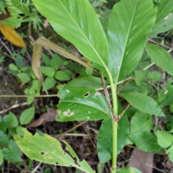© Compendium of Medicinal Plants of Mount Matutum Protected Landscape, Mindanao, Philippines