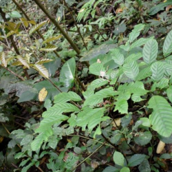 © Compendium of Medicinal Plants of Mount Matutum Protected Landscape, Mindanao, Philippines