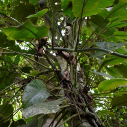 © Compendium of Medicinal Plants of Mount Matutum Protected Landscape, Mindanao, Philippines